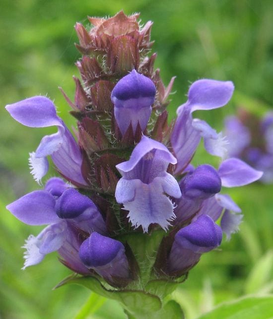 Prunella Vulgaris